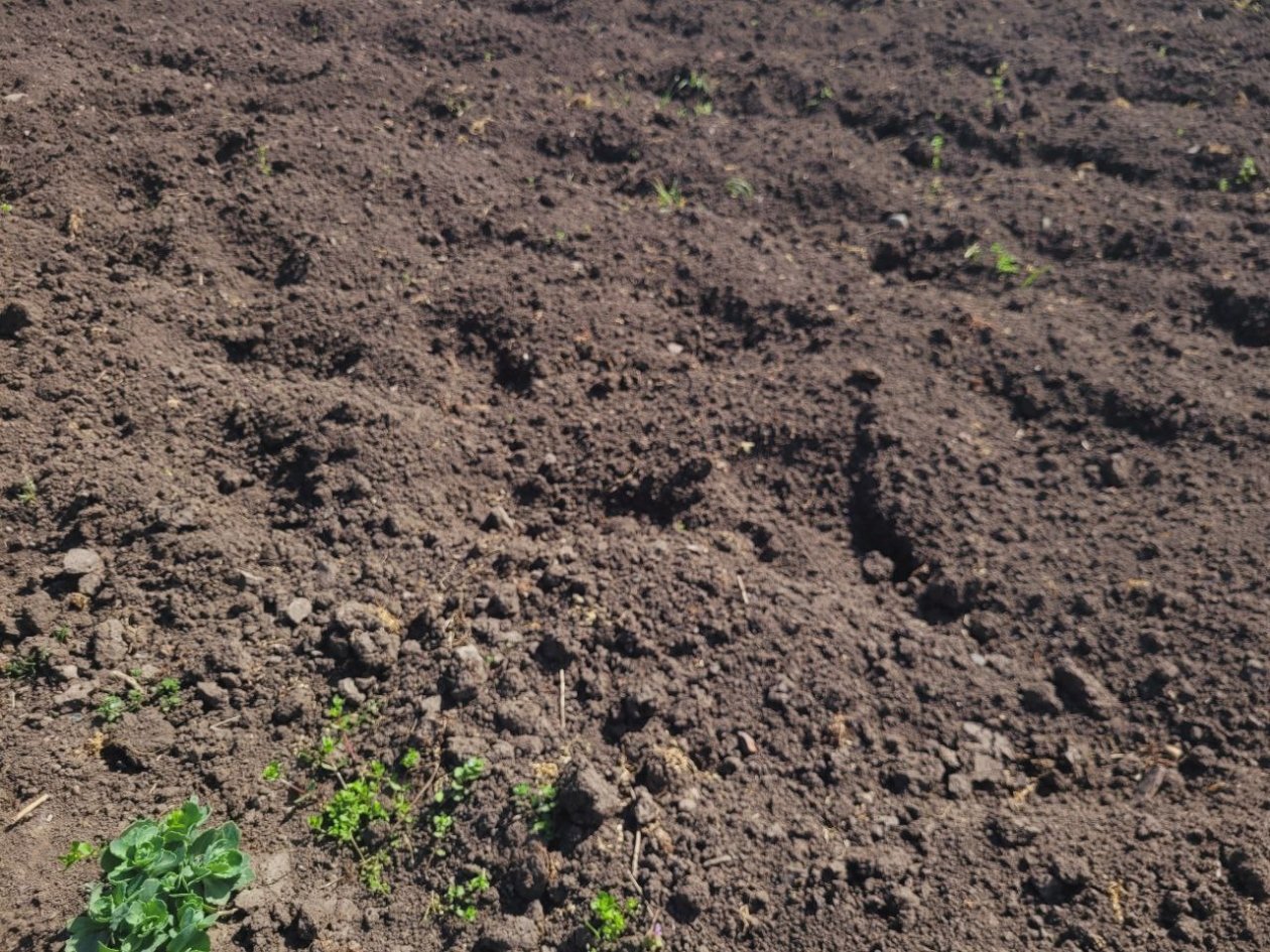 2 горсти в лунку при посадке — проволочник к картошке на метр не подползет: весенняя подготовка участка фото автора