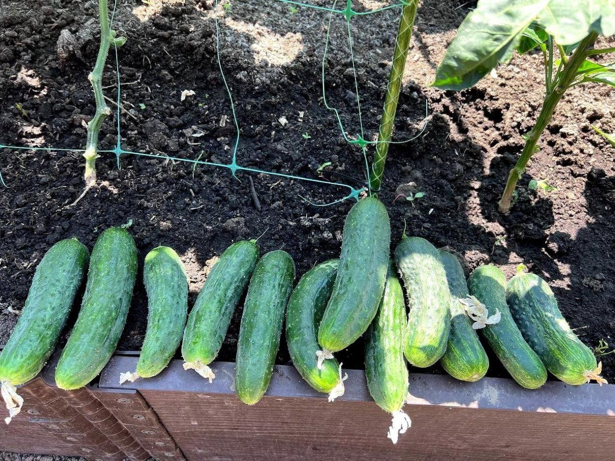 Вылейте раствор перед посадкой и получите урожай огурцов уже к 1 мая ИА KrasnodarMedia