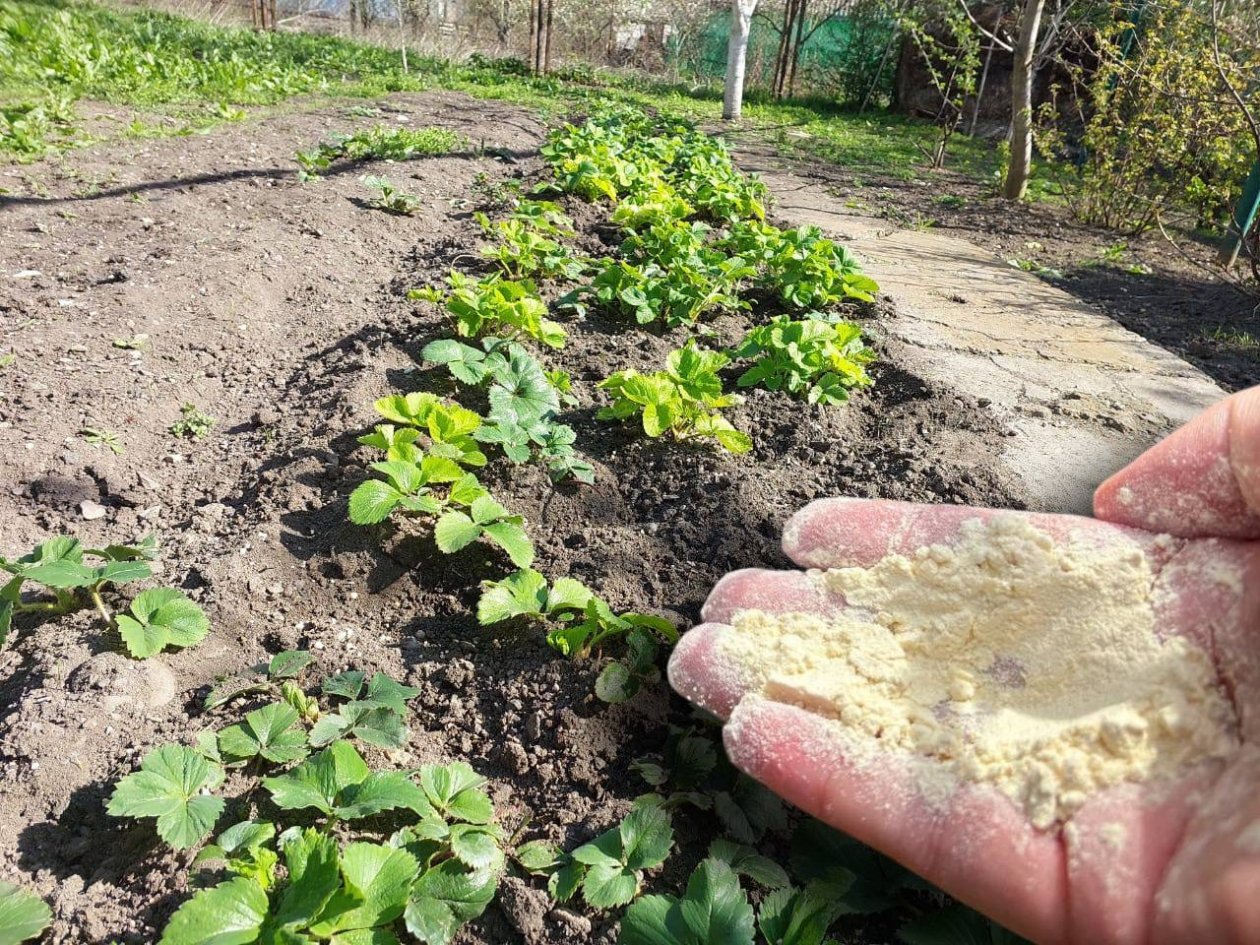Заправка для клубники в апреле: 1 кг порошка - все кусты в крупной и сладкой ягоде ИА KranodarMedia