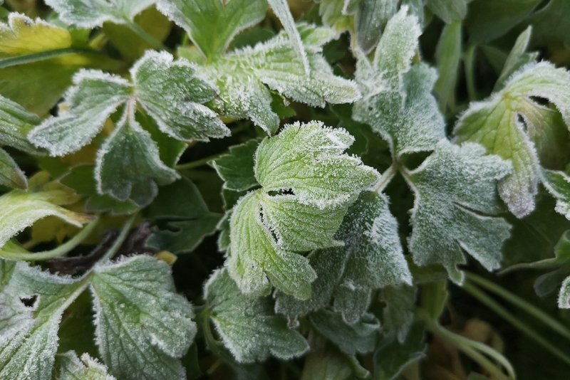 На Кубани ожидаются ночные заморозки Илья Табаченко