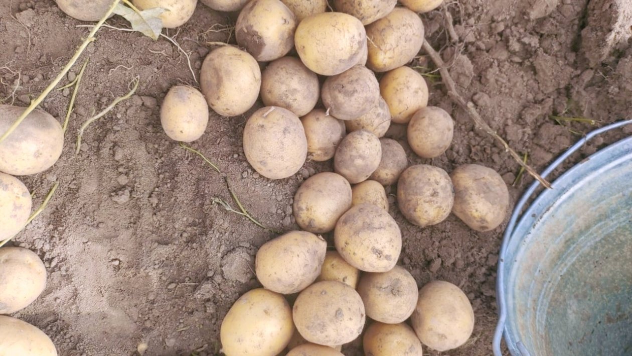 Картофель Автора