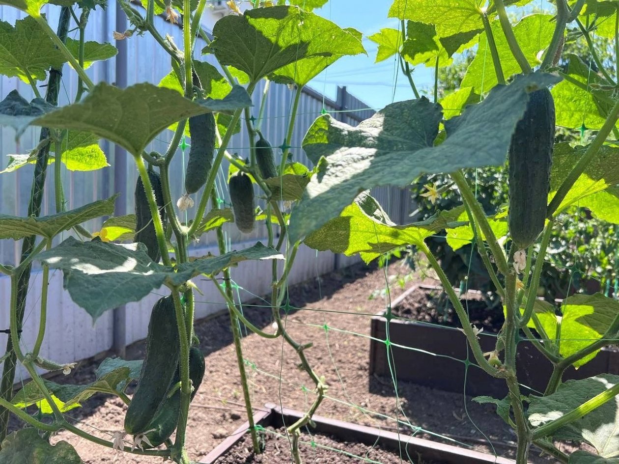 Огурцы будут плодоносить до поздней осени: вот что нужно посадить рядом с ними уже сейчас ИА KrasnodarMedia