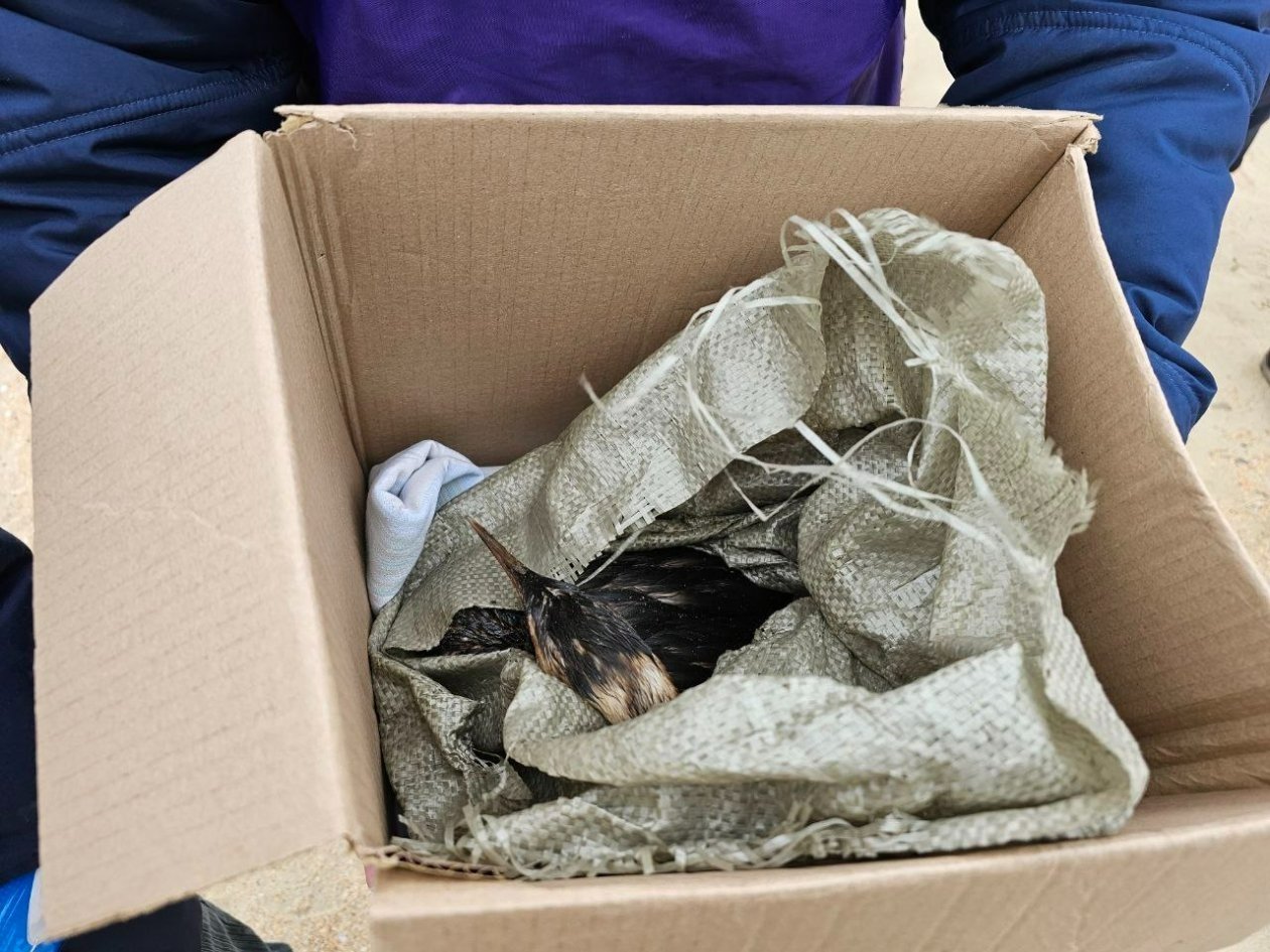 В Анапе волонтеры и власти объединились для помощи найденным в мазуте птицам Оперштаб Кубани