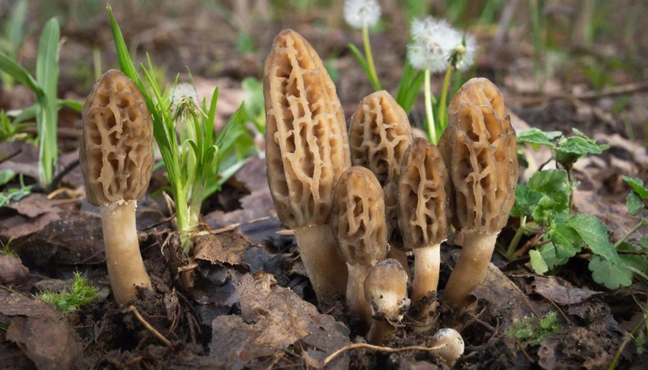 Сморчки изображение сгенерировано ИИ