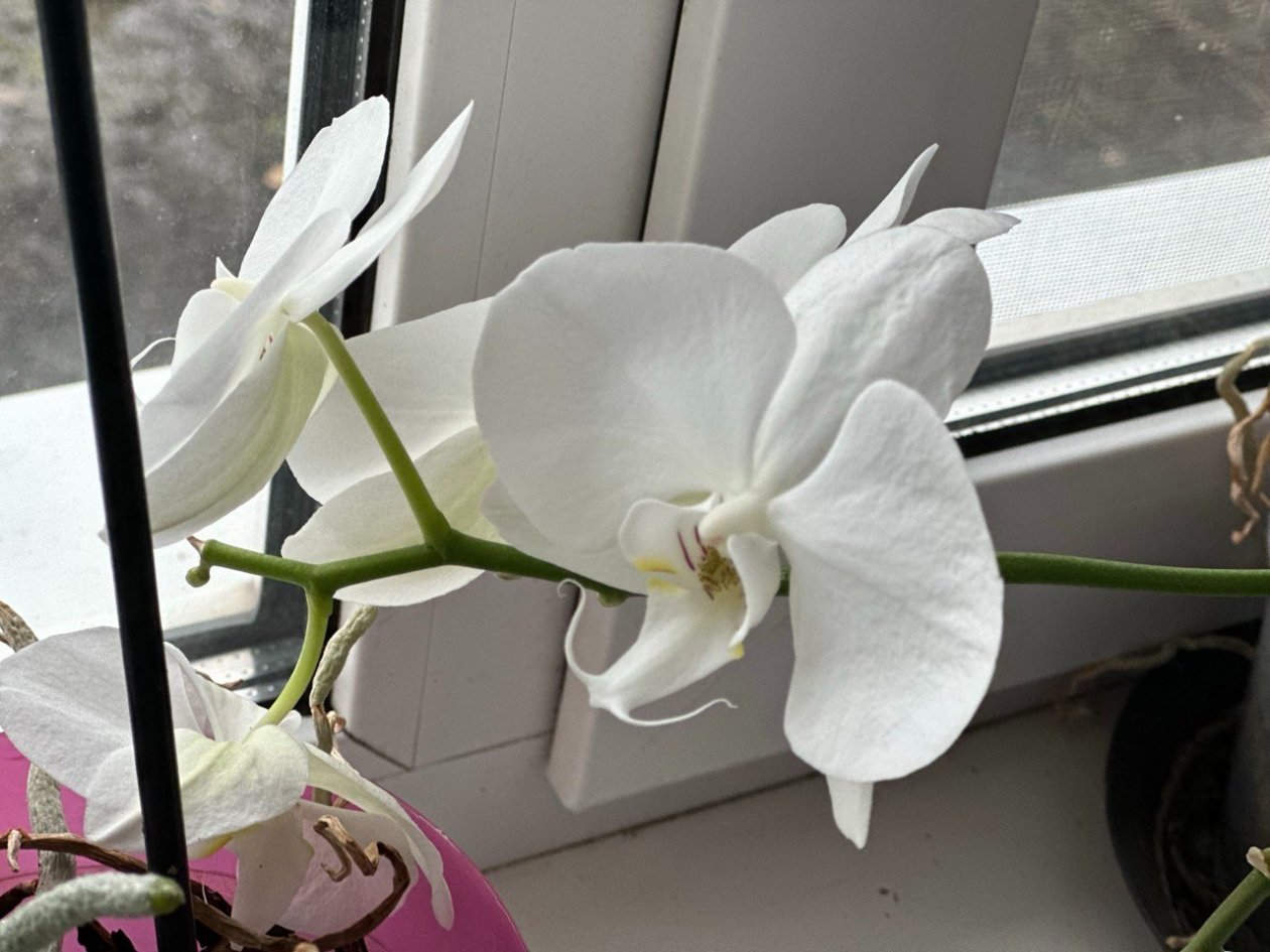 1 ложка под корень - и ваши орхидеи будут цвести 365 дней в году без перерыва ИА KrasnodarMedia