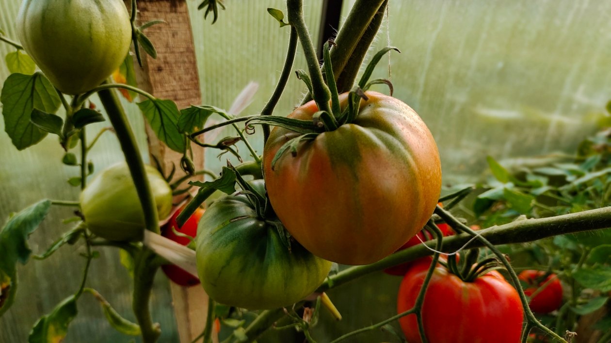 Томаты Автора