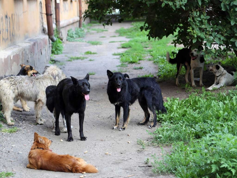 Бродячие собаки превратились в кошмар Краснодара – наркор Оленникова Мария, IrkutskMedia