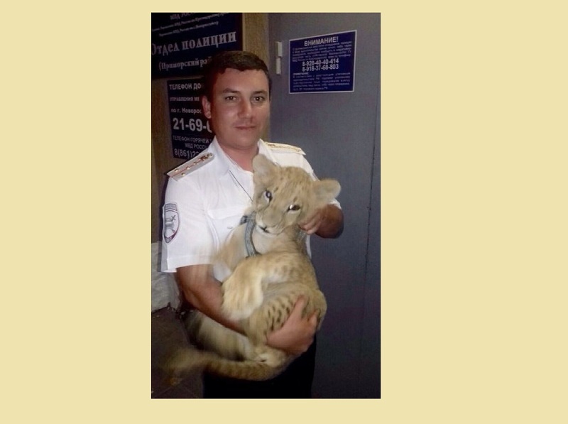 Обнаружили львенка при проверке документов у владельца &quotсемерки&quot кубанские автоинспекторы Пресс-служба ГУ МВД России по Краснодарскому краю
