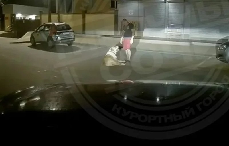 Сбежавший от хозяина алабай насмерть загрыз таксу на глазах у хозяйки в Сочи t.me/sochitypical